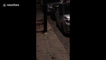 Man captures brutal fox fight in north London street