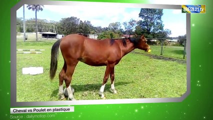 Cheval vs Poulet en plastique