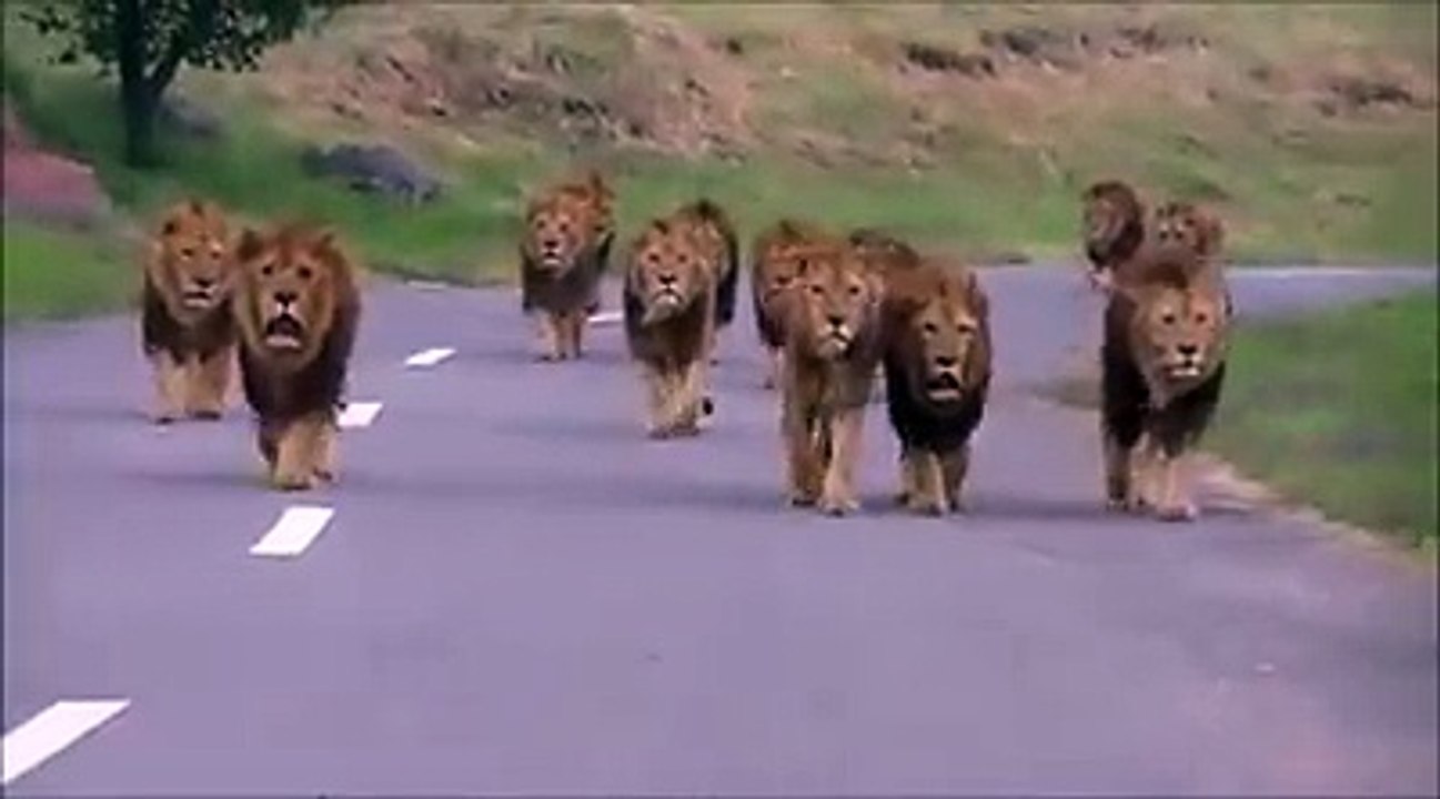 تكون غااادي في الطريق و تلاقا مع هادو شنو دير؟!