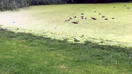 Un chien croit marcher sur de l'herbe