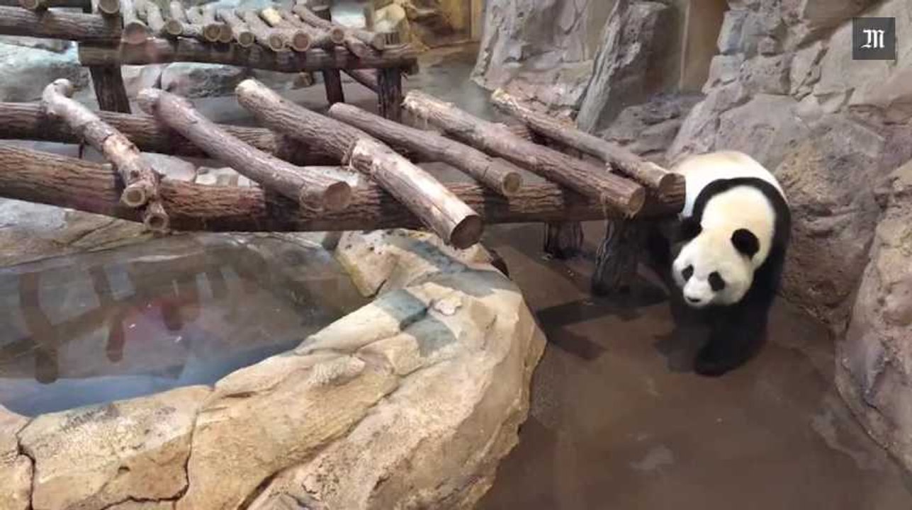 Facebook live : A la rencontre des pandas du zo...