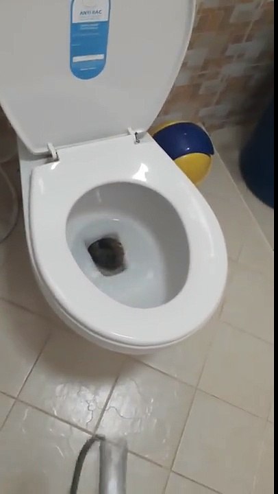 Un serpent dans les toilettes - Vidéo Dailymotion