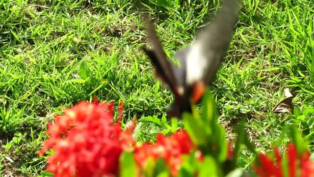 ''Beautiful'' huge butterfly and ''ugly'' spider, Koh Phangan, Thailand