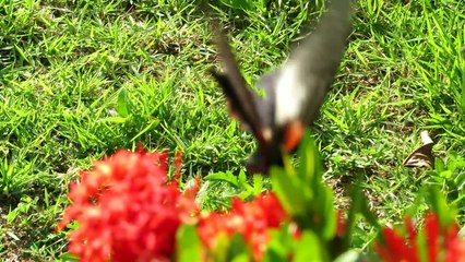 ''Beautiful'' huge  butterfly and ''ugly'' spider, Koh Phangan, Thailand