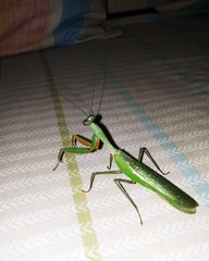 Hey Mantis