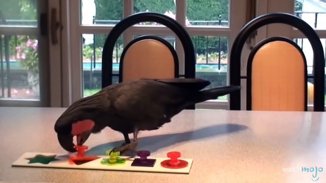 Top 10 des animaux de compagnies EXOTIQUES les plus CHERS !