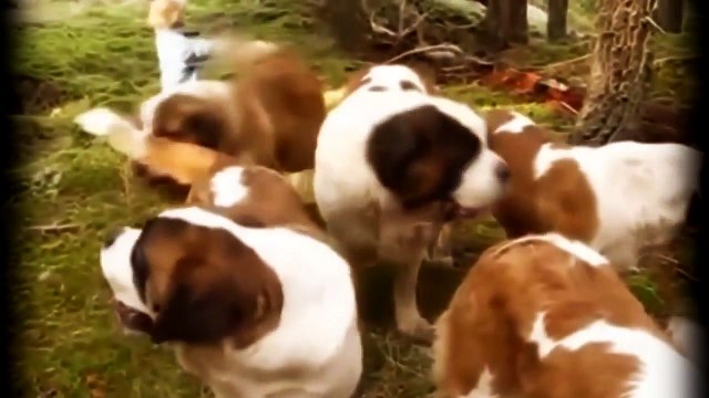 ЛУЧШИЕ ПРИКОЛЫ 2014! ПОДБОРКА ЛУЧШИХ ПРИКОЛОВ 2014! ПРИКОЛЬНОЕ ВИДЕО!!