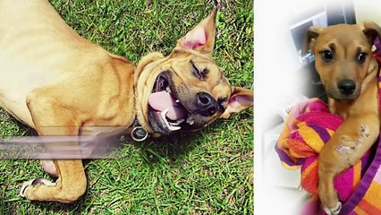 People Share Their Rescue Dogs Before & After Stories-nFbgd7XLCwk