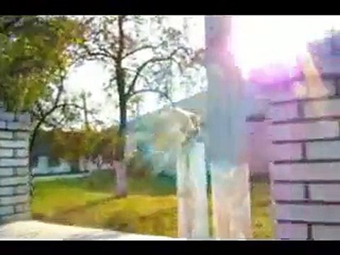 собака паркурщик