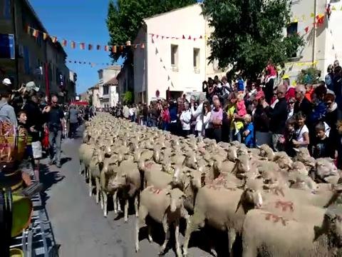 Jonquieres : 2000 moutons dans les...