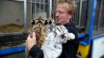 Trois tres jeunes tigres a voir au cirque de...