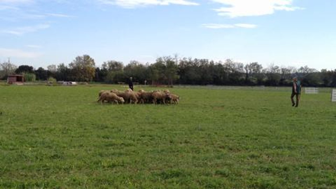 Vingt bergers au championnat national de chiens de...