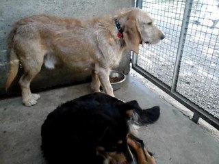 Babar en coloc' au refuge SOS animaux en detresse...