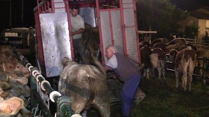 Meme les animaux n'aiment pas se reveiller tot...