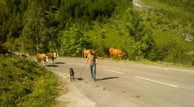 Direction les alpages pour 180 vaches du Gaec des...