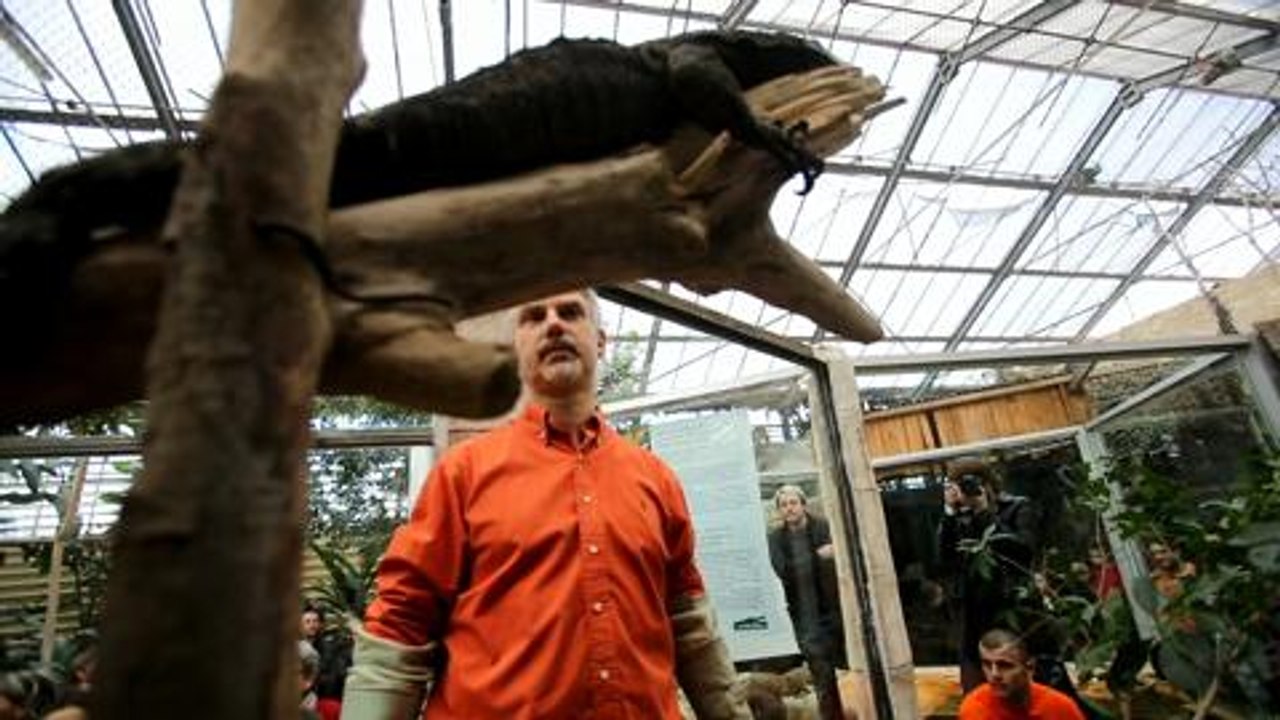 La Ferme aux crocodiles accueille deux des plus gros lezards du...