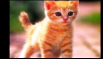 Kedi Sesi-Kedi Miyavlaması-Kedi Miyavlama Sesi