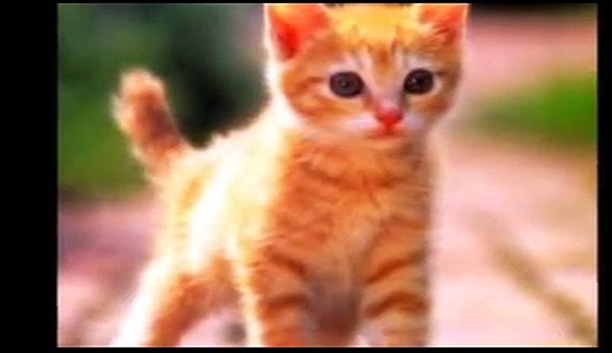 Kedi Sesi-Kedi Miyavlaması-Kedi Miyavlama Sesi