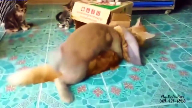 ПРИКОЛЫ ДЛЯ ВЗРОСЛЫХ № 734 СМЕШНАЯ ПОДБОРКА СМЕШНЫХ ВИДЕО ПРИКОЛОВ