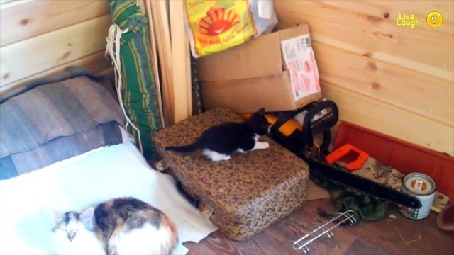 Котята и кошки веселятся. Смешные коты 2016