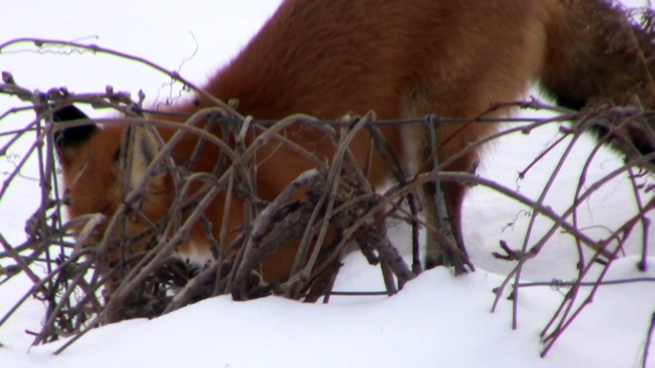 renard roux