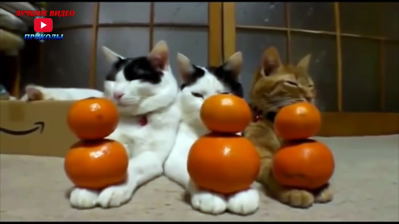 Приколы с кошками#2-Лучшие видео приколы 2016