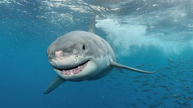 Choc Requin Attaque - bullshark Attaques chasseurs sous-marins !