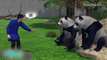 Pandas enviados de volta para a China não entendem chinês.