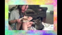 Кошки видео приколы 2016! Смешные кошки воруют еду! Смешно до слез РЖАКА!