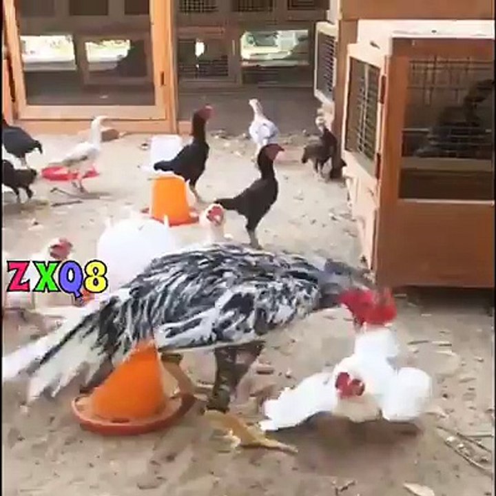 Rooster Vs Hen