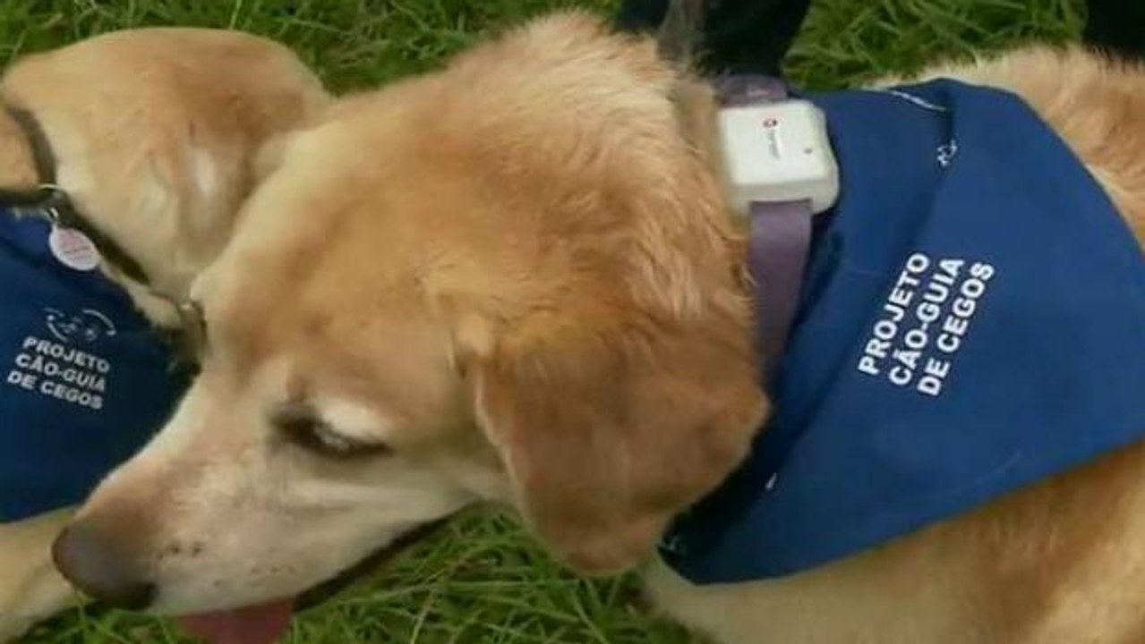 Empresário cria coleira para ajudar donos de cães e gatos