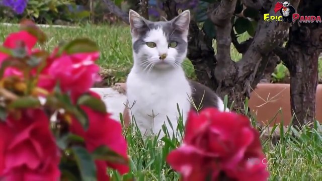 Подборка Coub. Best Coub. Вести Coub. Лучшее за неделю. Подборка приколов. Epic Panda