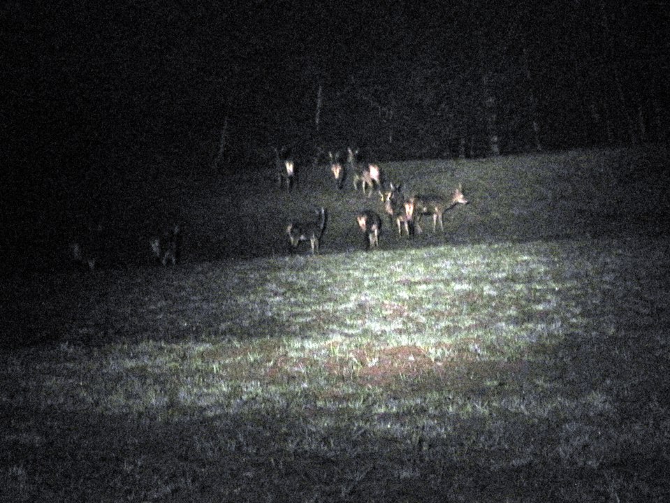 Chasse : suivez le comptage nocturne des cerfs de...
