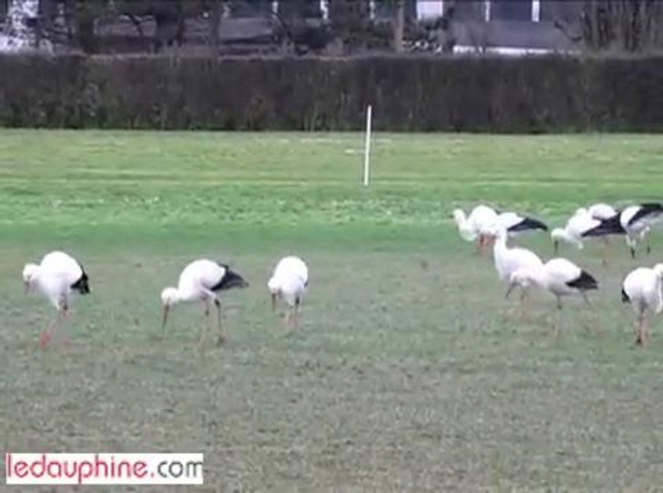 oiseaux