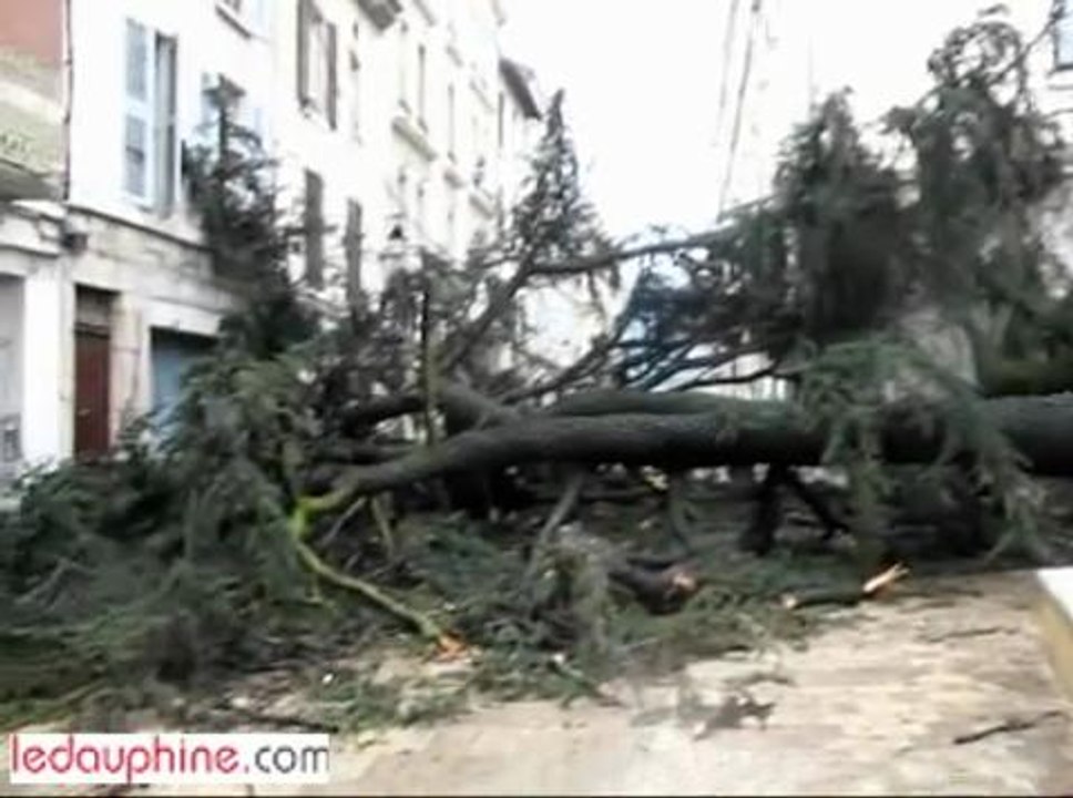 ARBRE TOMBE