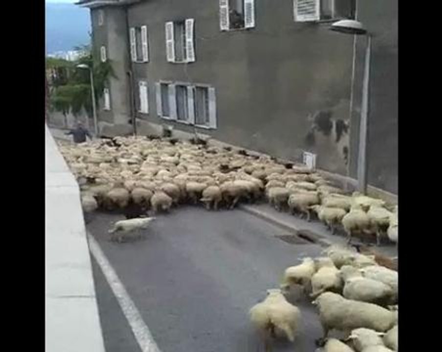 moutons
