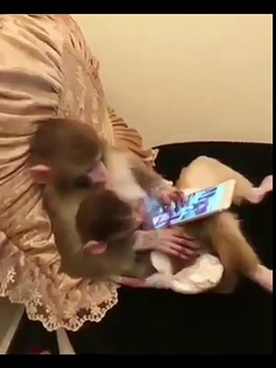 Funny Monkeu