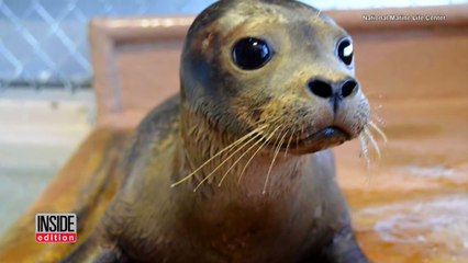 Baby Seal Returns To Sea After Being Nursed Back To Health By Volunteers-yVHxgoTHpVE