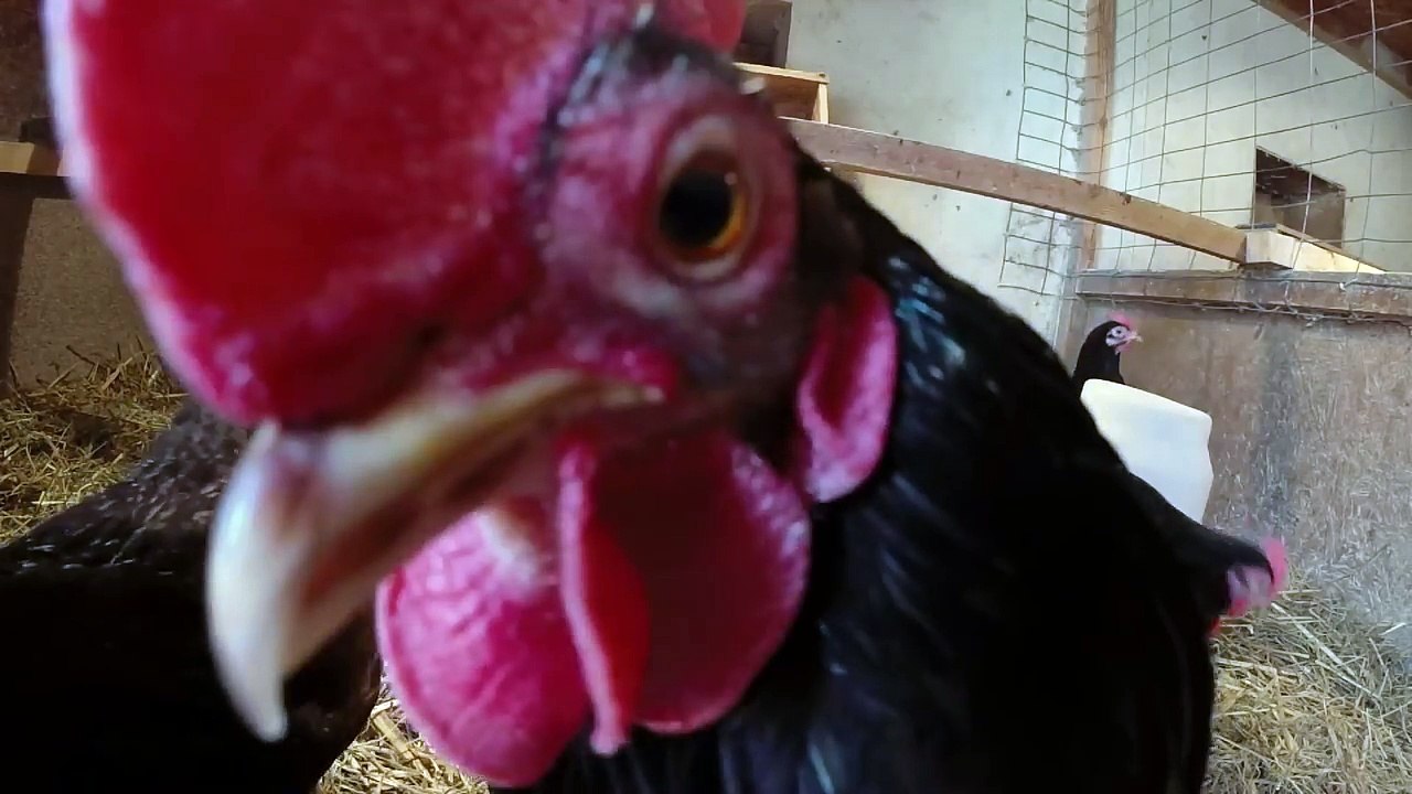 Chicken People - Official Trailer - Now on Digital, On DVD 11_22-G9Q8DHr4vv8