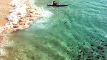 Galapagos Sharks Feeding Off of Ascension Island-IfJEHTs0n4o