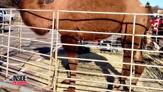 Camel Guide And Horse Form Unlikely Friendship When Mare Loses Her Sight-vLCudTlUYuY