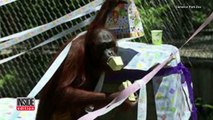Casper DVD, Britney Spears CD On This Pregnant Orangutan's Target Registry-ToVFbkV5lH0