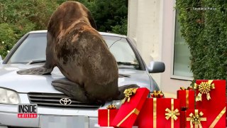 Giant 440-Pound Seal Makes Himself At Home On Top Of Neighborhood Car-51oGYrHqKnU