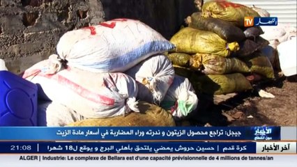 جيجل  تراجع محصول الزيتون وندرته وراء المضاربة في أسعار مادة الزيت