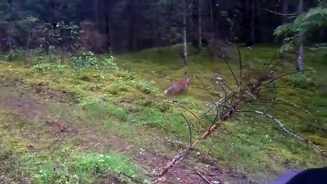 Идиот, лиса и ключи от машины