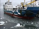 Des marins russes aperçoivent un chien pris au piège sur un iceberg - et pour le sauver, ils mettent au point un plan totalement improbable
