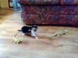 Kitten probably thought the lil dragon was gonna 