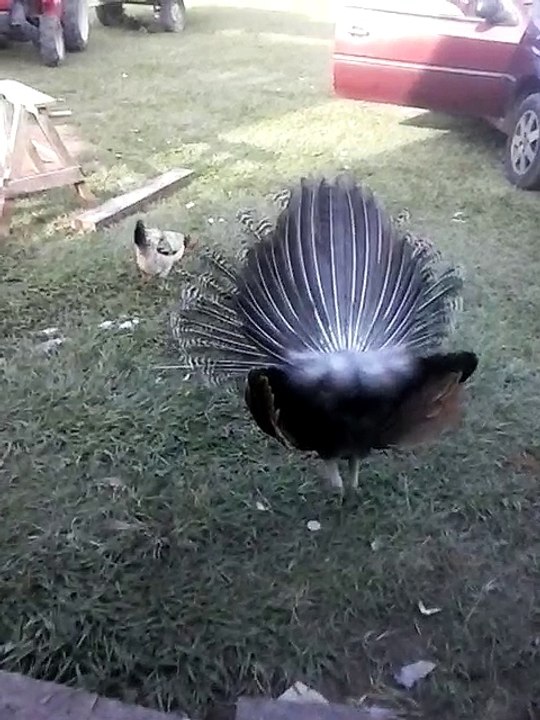 funny video