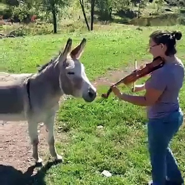 Donkey Sing With Violin.