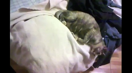 In real life though....lmfao, if cats really yawned lik that...O M g, id be laughing allll the time.